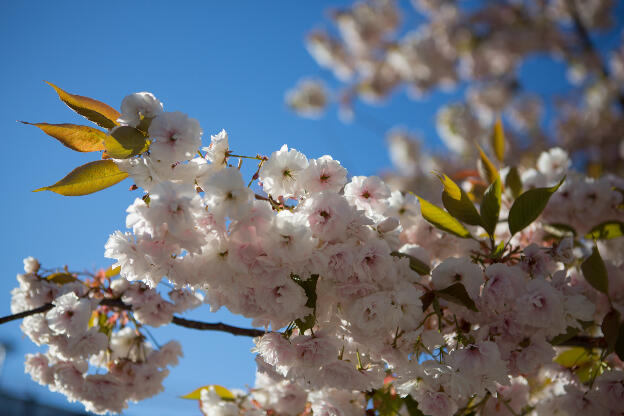 Blossoms in the sky