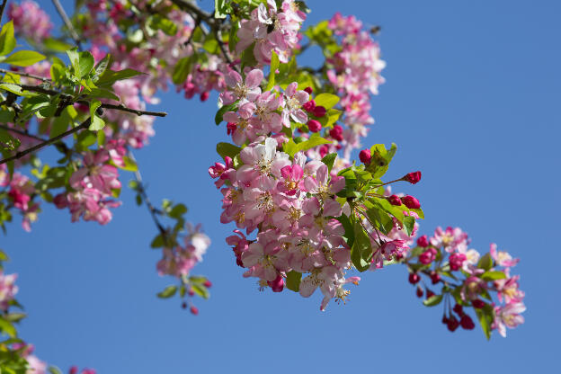 Apple blossoms