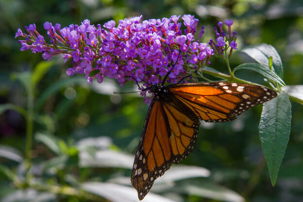 Posing butterfly