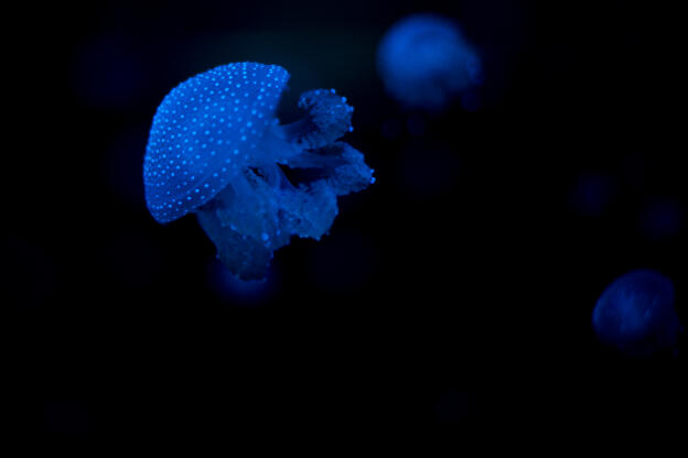 Blue jelly