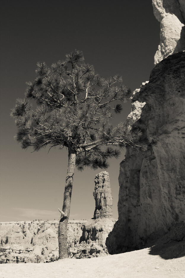 Desert Tree