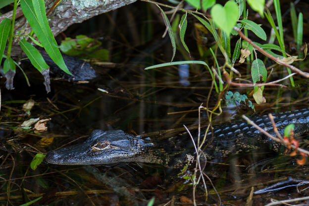 Baby alligator